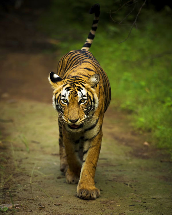 Golden Triangle Tour with Ranthamnore