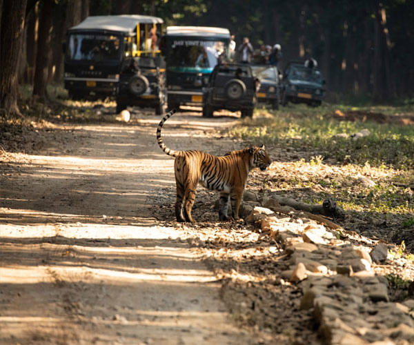 Tiger-Safari